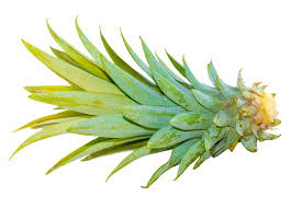 Pineapple Crown